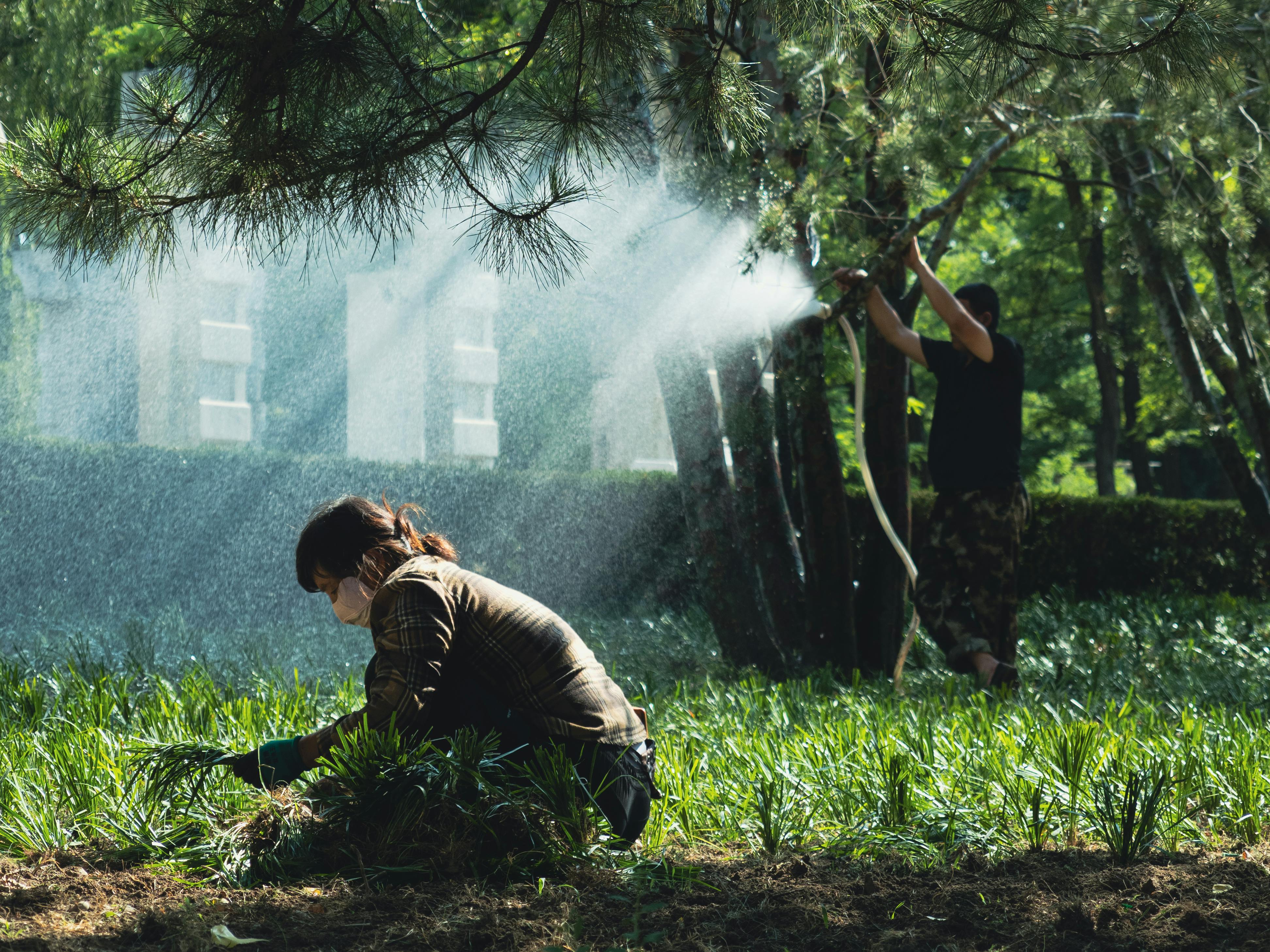 Professional lawn treatment